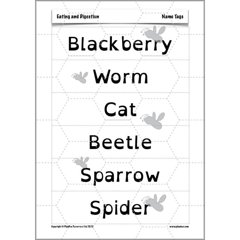 PlanBee Digestive System Year 4 Animals including Humans | PlanBee