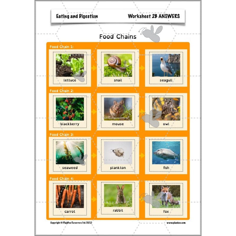 PlanBee Digestive System Year 4 Animals including Humans | PlanBee