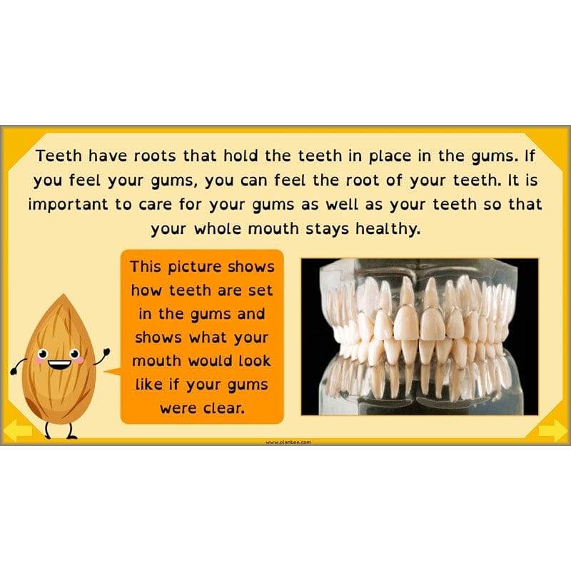 PlanBee Digestive System Year 4 Animals including Humans | PlanBee