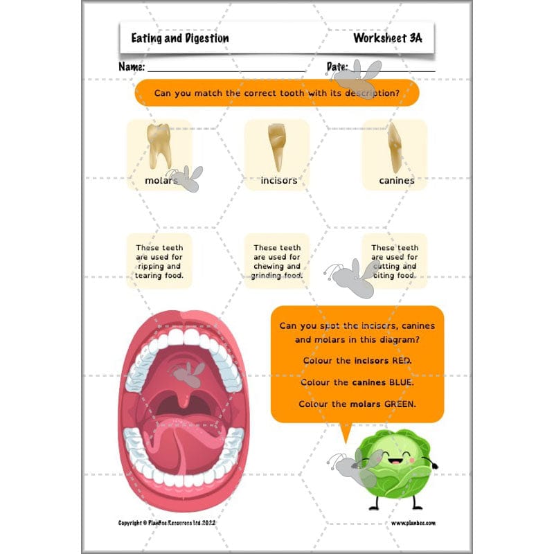 PlanBee Digestive System Year 4 Animals including Humans | PlanBee
