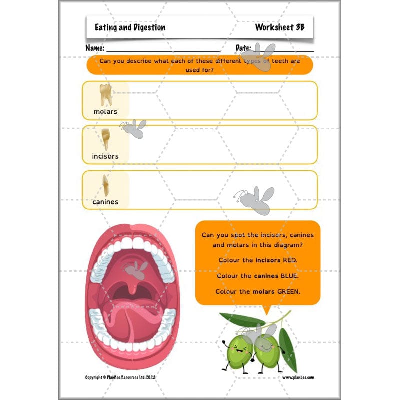 PlanBee Digestive System Year 4 Animals including Humans | PlanBee