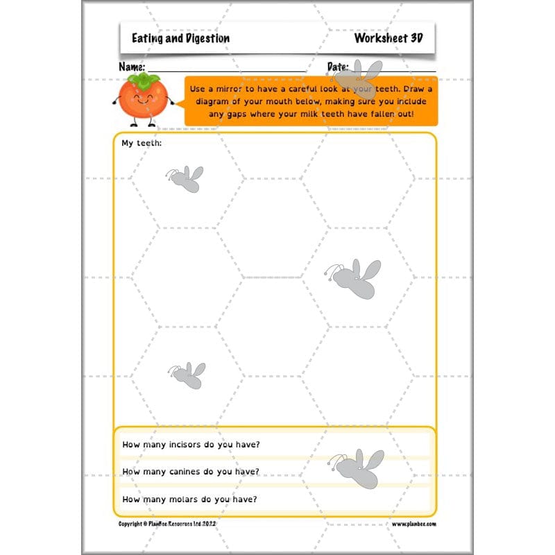 PlanBee Digestive System Year 4 Animals including Humans | PlanBee