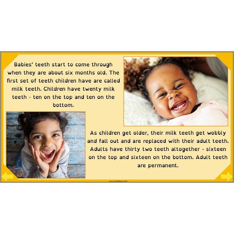 PlanBee Digestive System Year 4 Animals including Humans | PlanBee