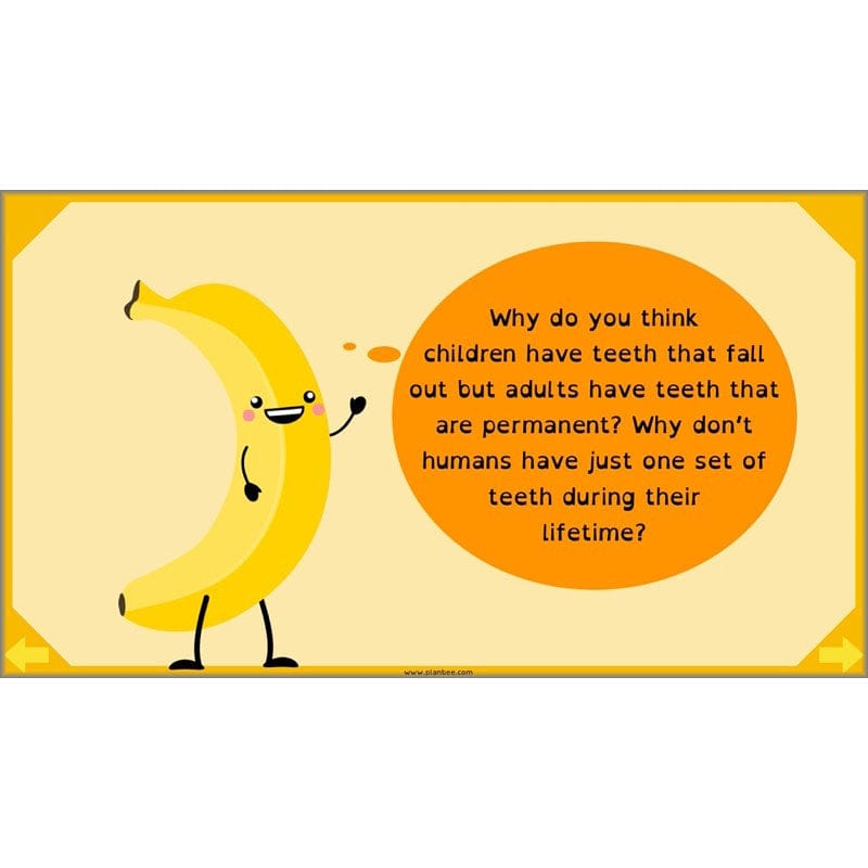 PlanBee Digestive System Year 4 Animals including Humans | PlanBee