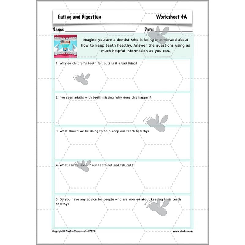 PlanBee Digestive System Year 4 Animals including Humans | PlanBee