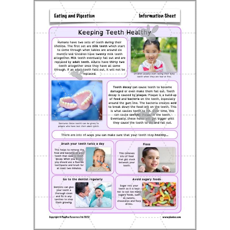 PlanBee Digestive System Year 4 Animals including Humans | PlanBee