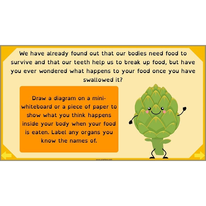 PlanBee Digestive System Year 4 Animals including Humans | PlanBee