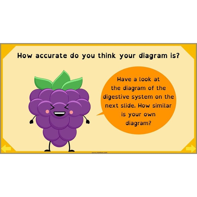PlanBee Digestive System Year 4 Animals including Humans | PlanBee