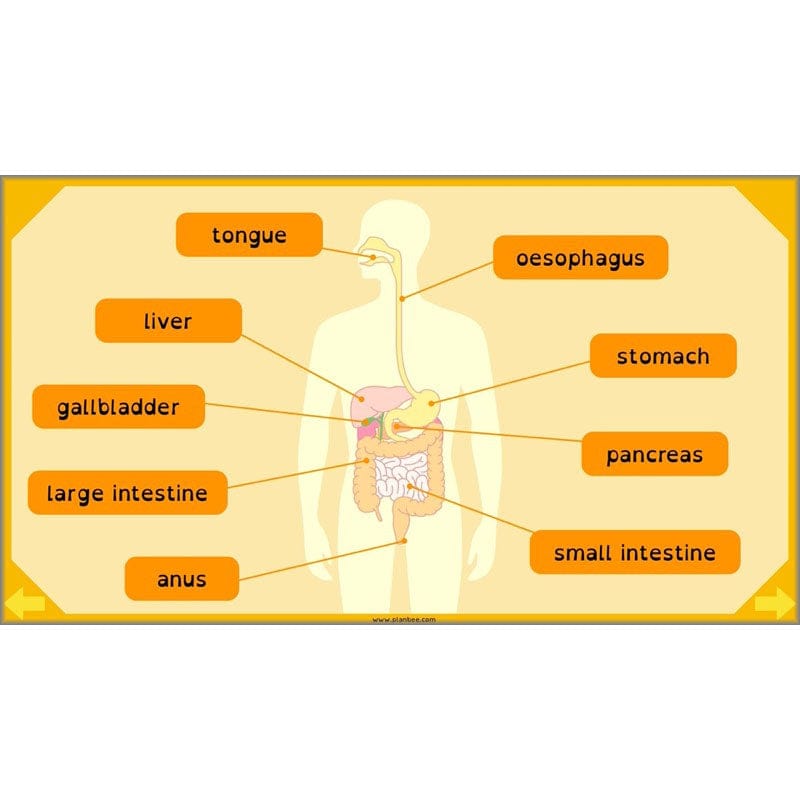 PlanBee Digestive System Year 4 Animals including Humans | PlanBee