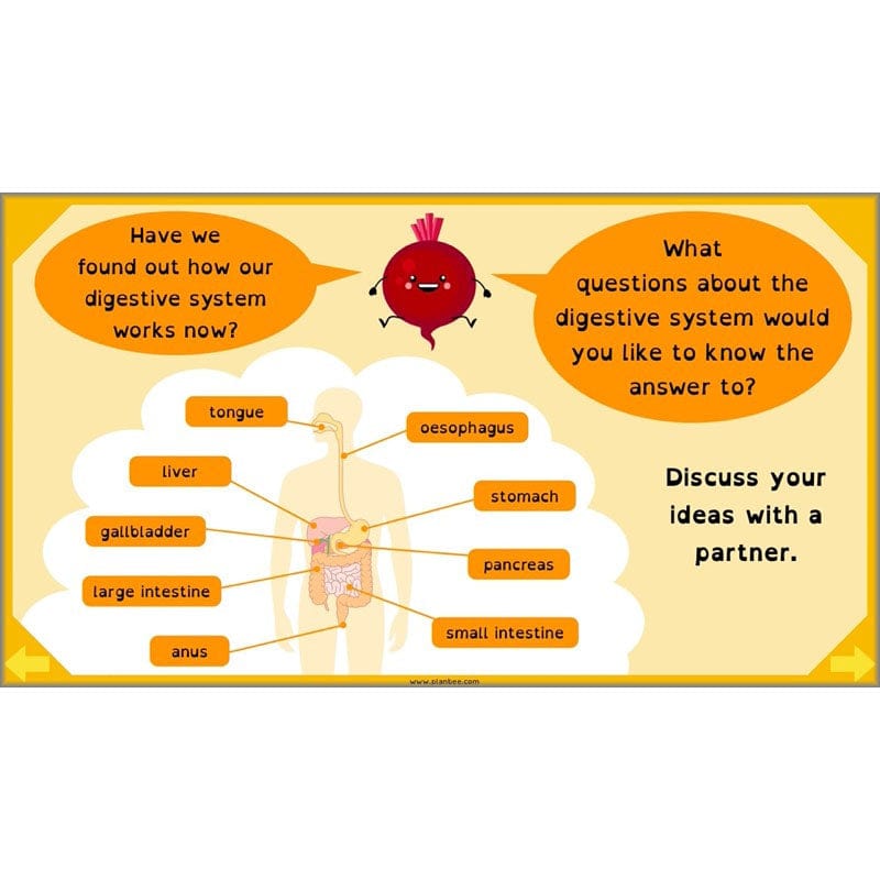 PlanBee Digestive System Year 4 Animals including Humans | PlanBee