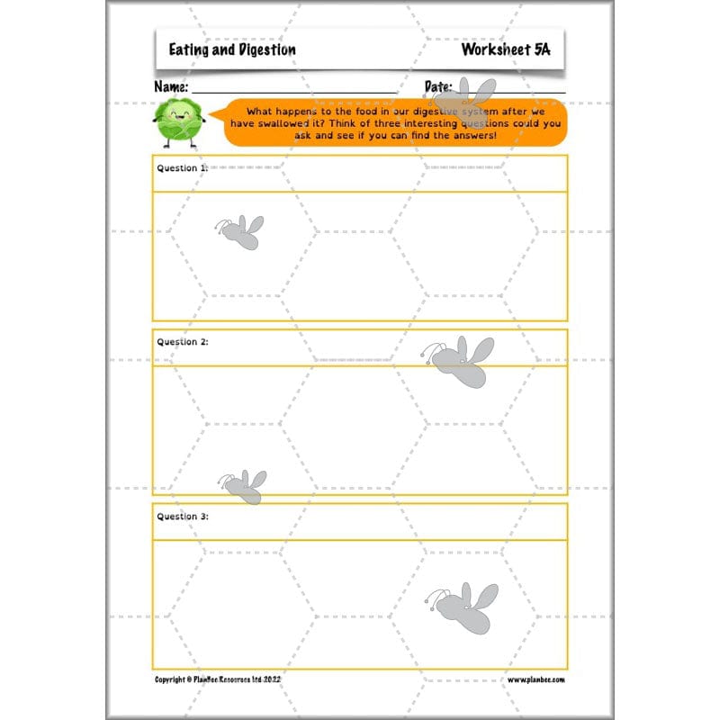 PlanBee Digestive System Year 4 Animals including Humans | PlanBee
