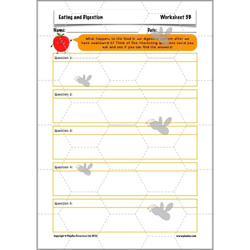 PlanBee Digestive System Year 4 Animals including Humans | PlanBee