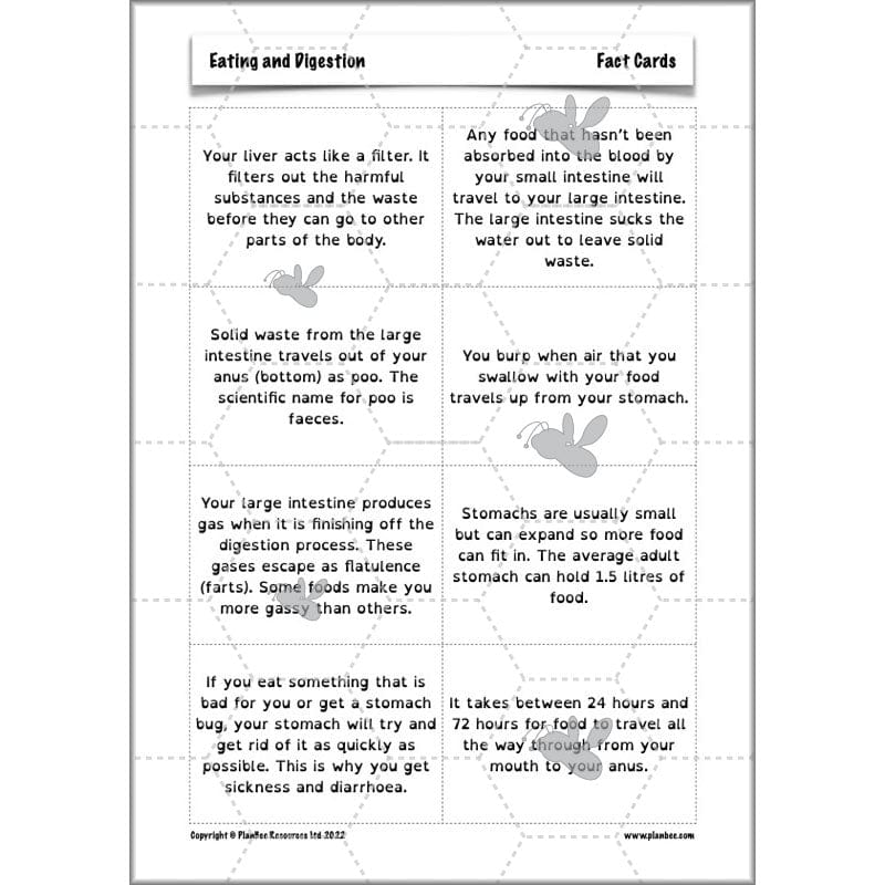 PlanBee Digestive System Year 4 Animals including Humans | PlanBee