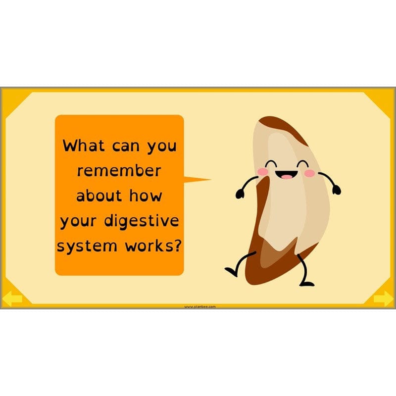 PlanBee Digestive System Year 4 Animals including Humans | PlanBee