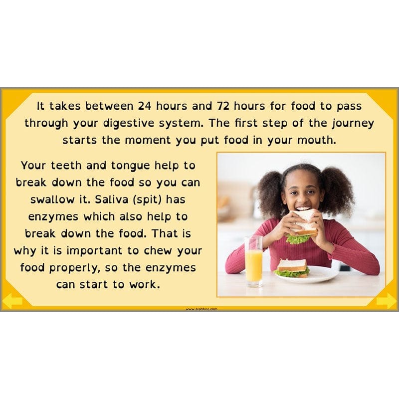 PlanBee Digestive System Year 4 Animals including Humans | PlanBee