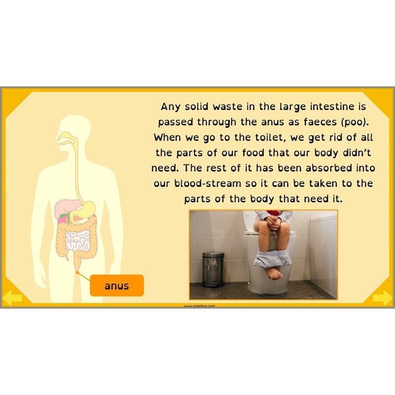 PlanBee Digestive System Year 4 Animals including Humans | PlanBee