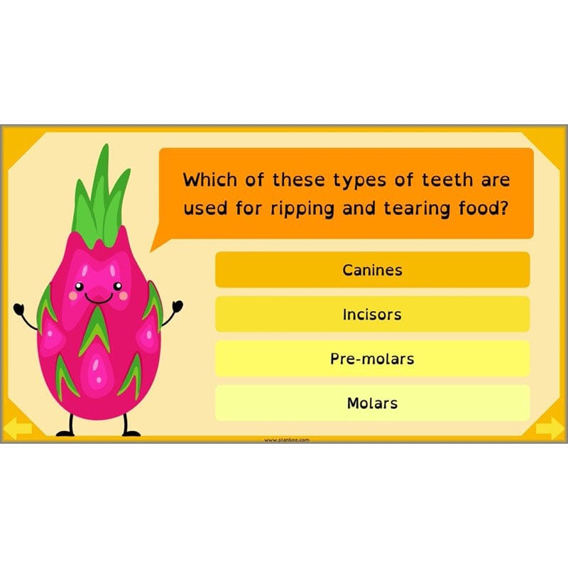 PlanBee Digestive System Year 4 Animals including Humans | PlanBee