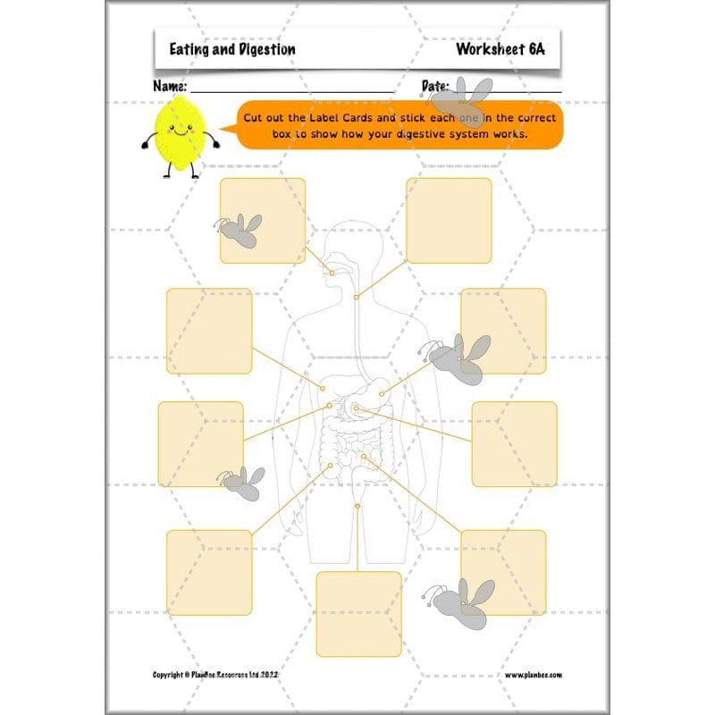 PlanBee Digestive System Year 4 Animals including Humans | PlanBee