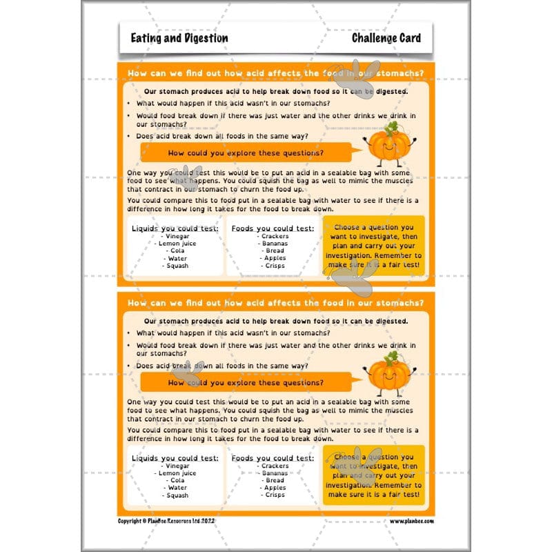 PlanBee Digestive System Year 4 Animals including Humans | PlanBee