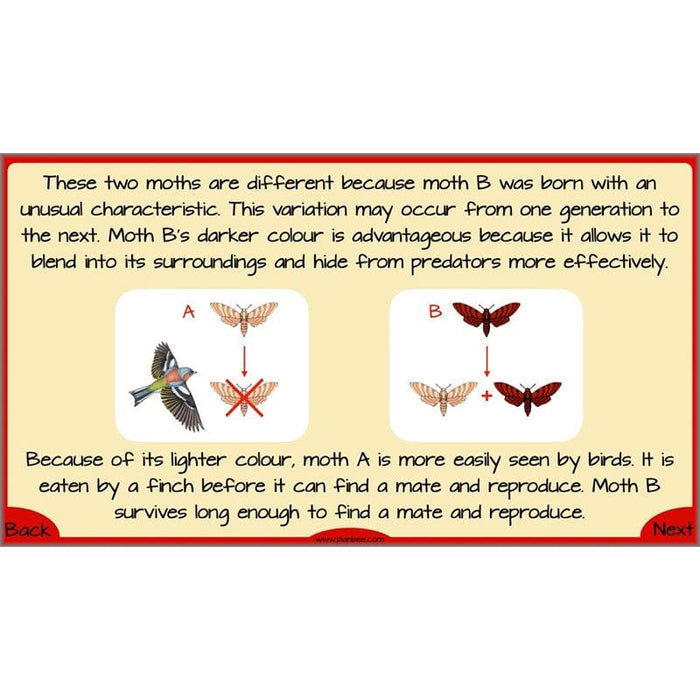 Year 6 Evolution and Inheritance KS2 | Science by PlanBee
