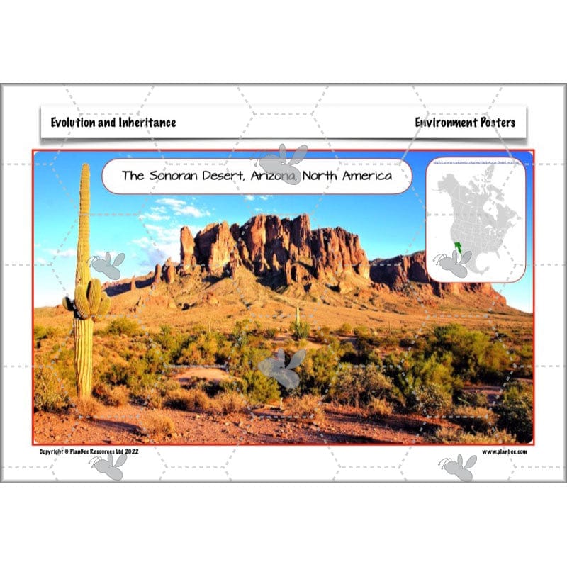 Year 6 Evolution and Inheritance KS2 | Science by PlanBee