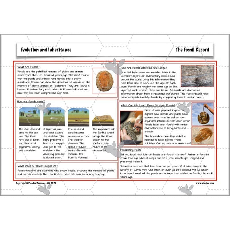 PlanBee Evolution and Inheritance KS2 | Year 6 Science by PlanBee