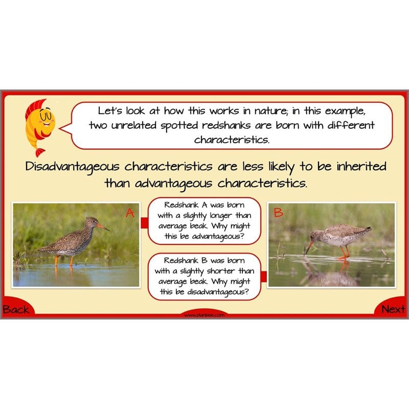PlanBee Evolution and Inheritance KS2 | Year 6 Science by PlanBee