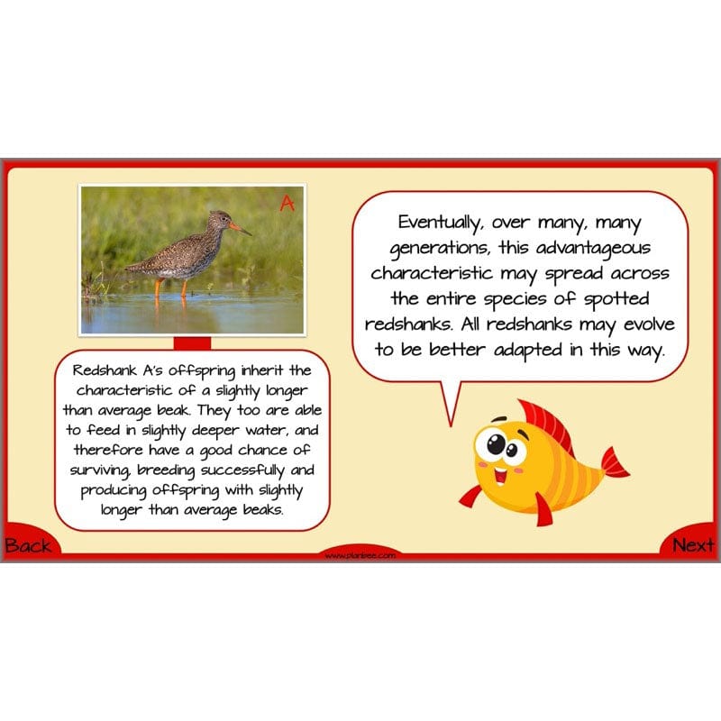 PlanBee Evolution and Inheritance KS2 | Year 6 Science by PlanBee