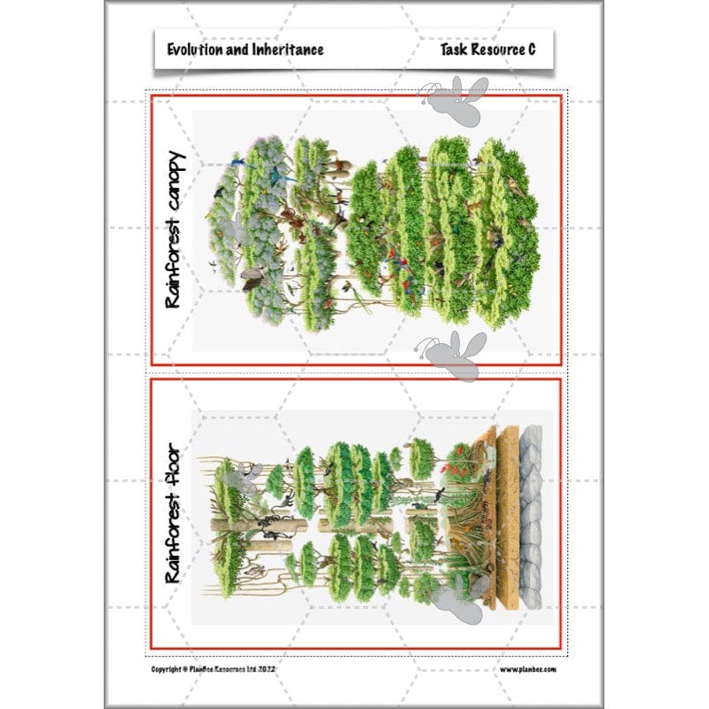 PlanBee Evolution and Inheritance KS2 | Year 6 Science by PlanBee
