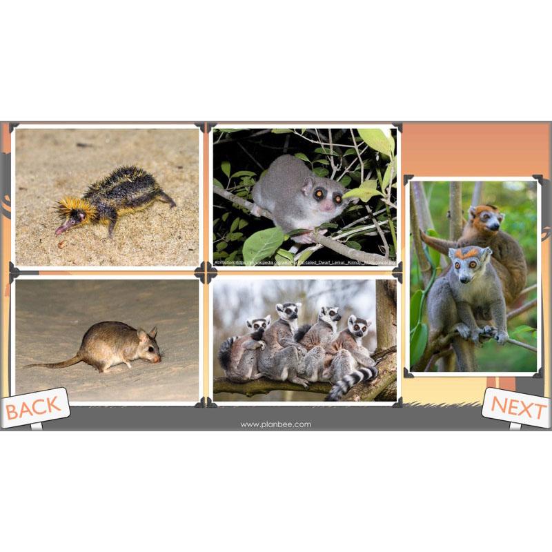 PlanBee Exploring Madagascar: LKS2 Year 3 & Year 4 set of Geography lessons