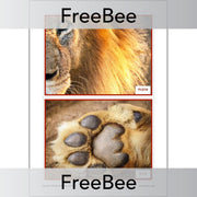 PlanBee Free We're Going on a Lion Hunt Display Pack by PlanBee