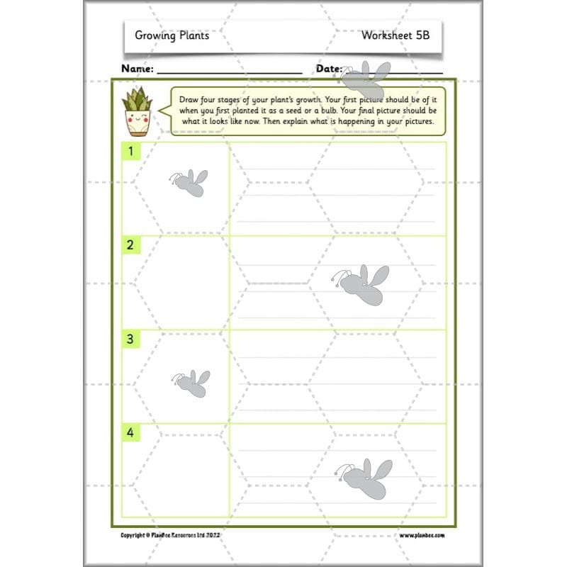 PlanBee Growing Plants KS1 Plants Year 2 Science Resources | PlanBee