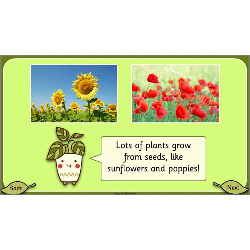 PlanBee Growing Plants KS1 Plants Year 2 Science Resources | PlanBee