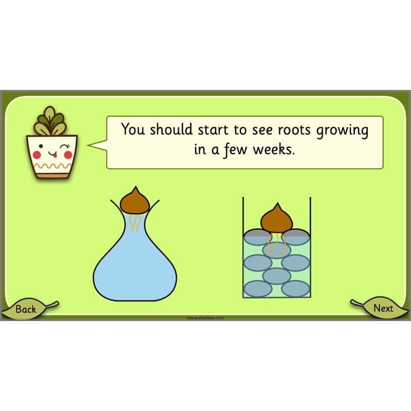 PlanBee Growing Plants KS1 Plants Year 2 Science Resources | PlanBee