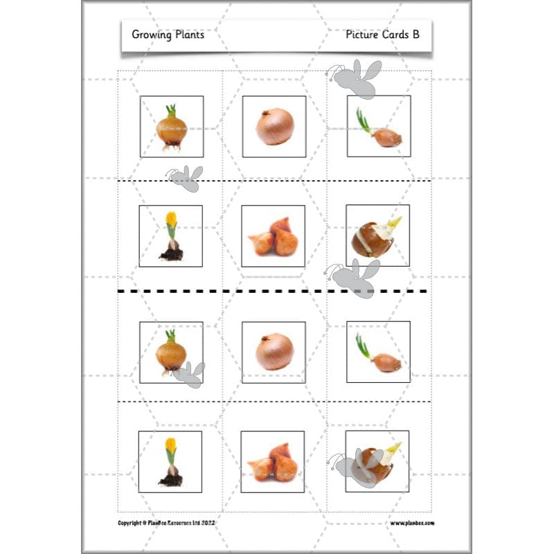 PlanBee Growing Plants KS1 Plants Year 2 Science Resources | PlanBee