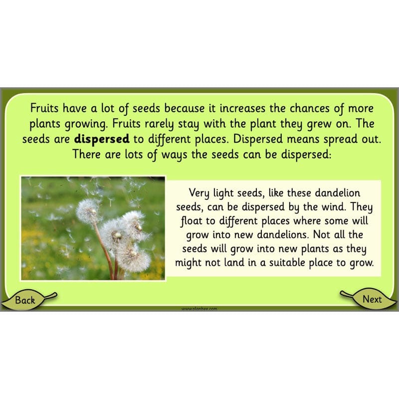 PlanBee Growing Plants KS1 Plants Year 2 Science Resources | PlanBee