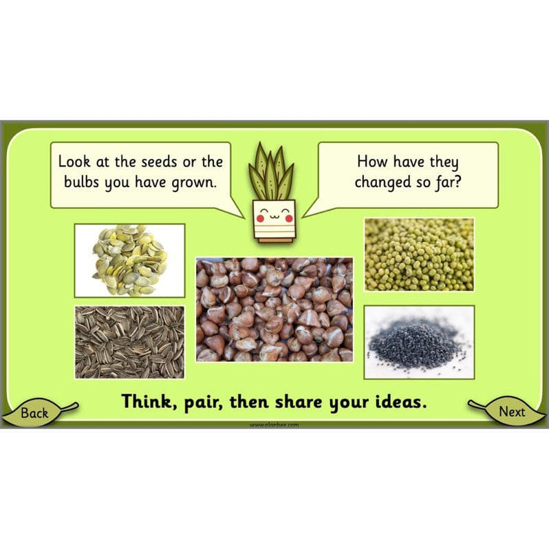 Growing Plants KS1 Plants Year 2 Science Resources PlanBee