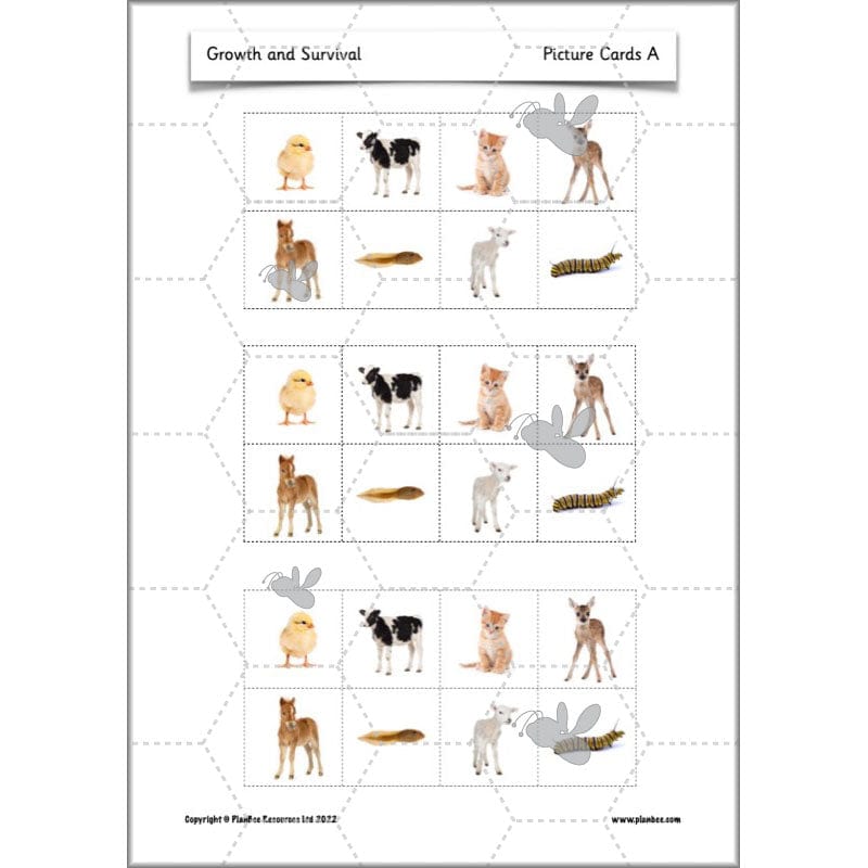 PlanBee Growth and Survival: Animals including Humans Year 2 Science