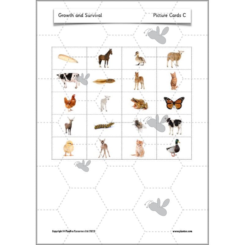 PlanBee Growth and Survival: Animals including Humans Year 2 Science