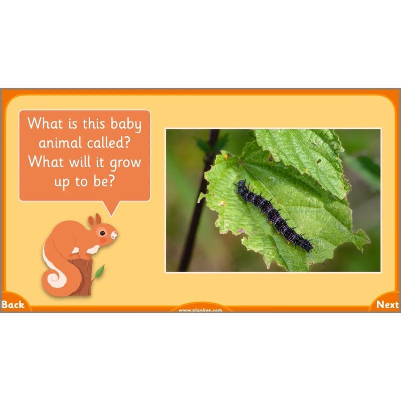 PlanBee Growth and Survival: Animals including Humans Year 2 Science