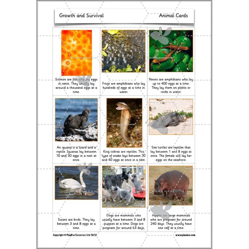 PlanBee Growth and Survival: Animals including Humans Year 2 Science