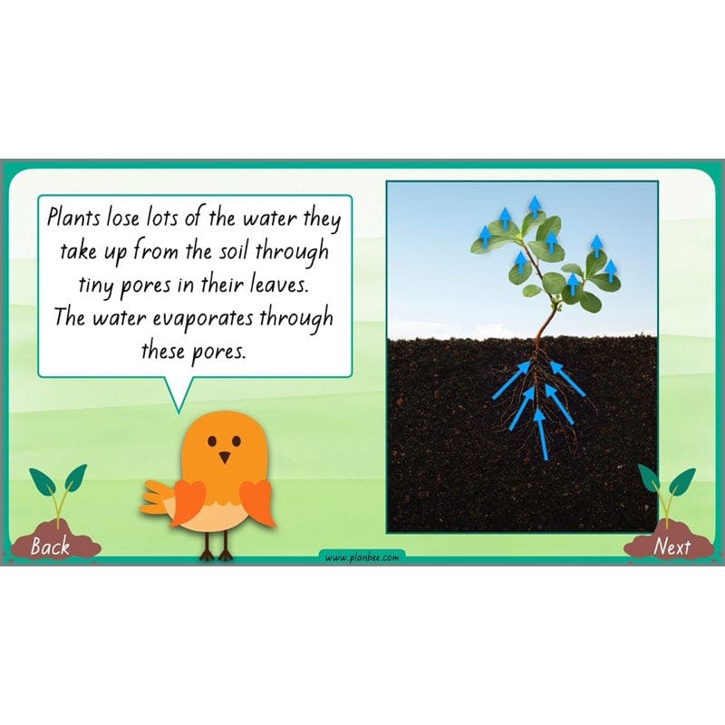 PlanBee Plants Year 3 Planning Pack | Year 3 Science Plants Lessons