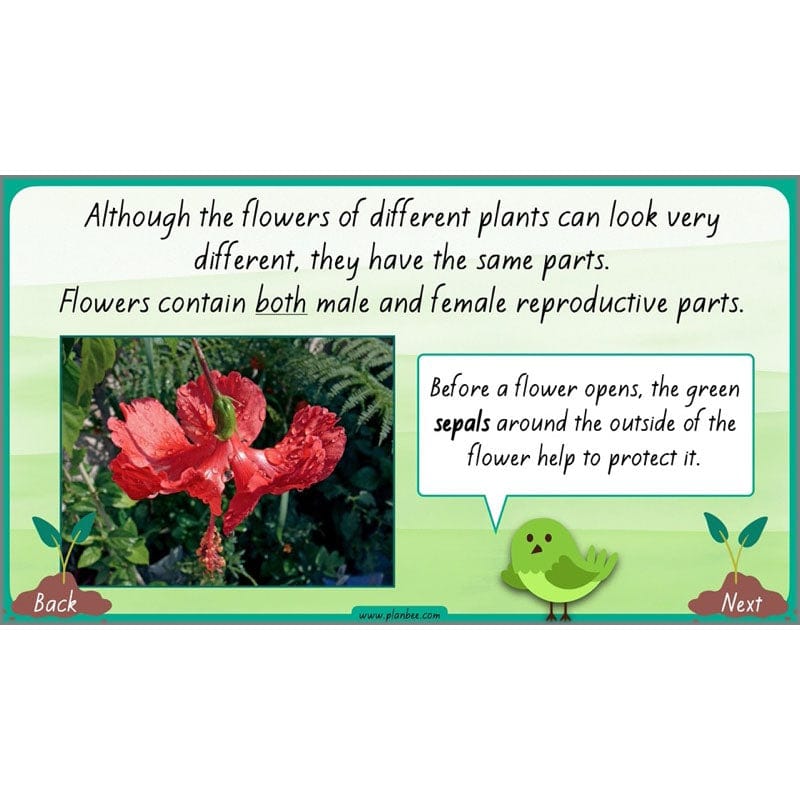 PlanBee Plants Year 3 Planning Pack | Year 3 Science Plants Lessons