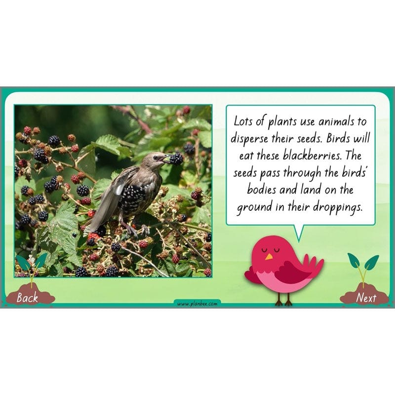 PlanBee Plants Year 3 Planning Pack | Year 3 Science Plants Lessons