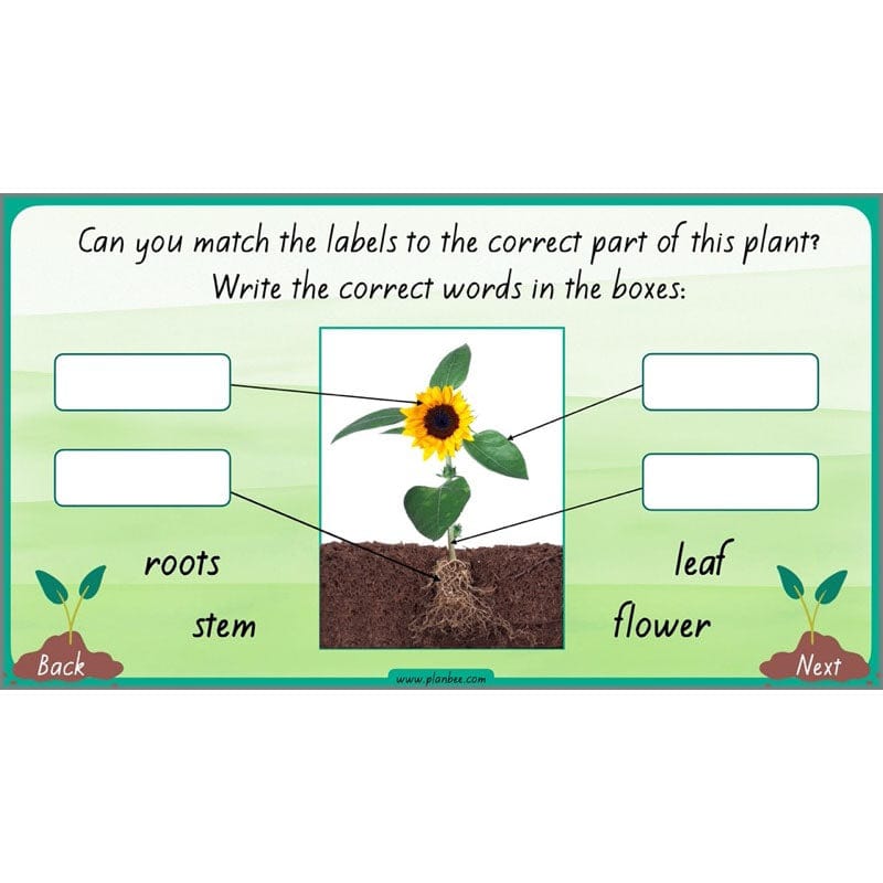 PlanBee Plants Year 3 Planning Pack | Year 3 Science Plants Lessons