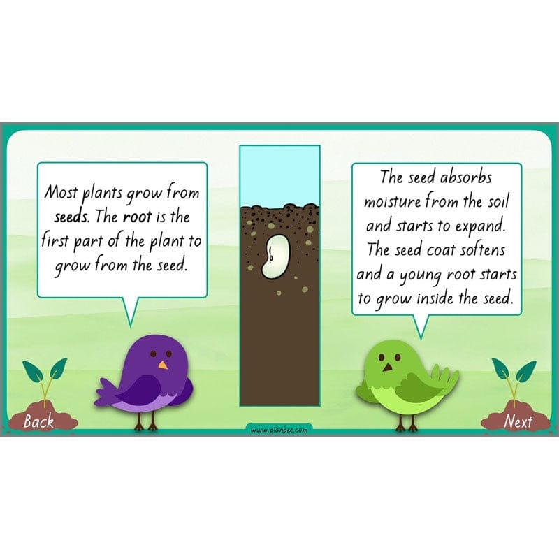 PlanBee Plants Year 3 Planning Pack | Year 3 Science Plants Lessons
