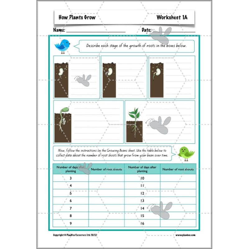 PlanBee Plants Year 3 Planning Pack | Year 3 Science Plants Lessons