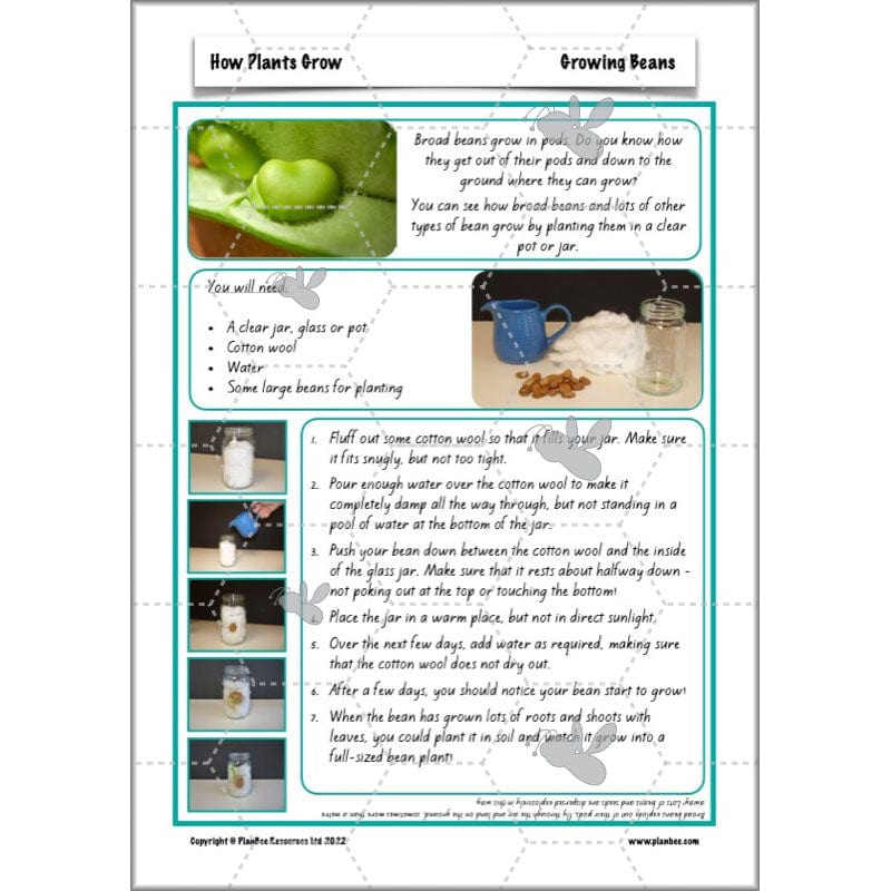 PlanBee Plants Year 3 Planning Pack | Year 3 Science Plants Lessons