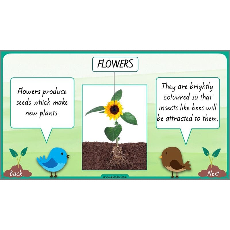 PlanBee Plants Year 3 Planning Pack | Year 3 Science Plants Lessons