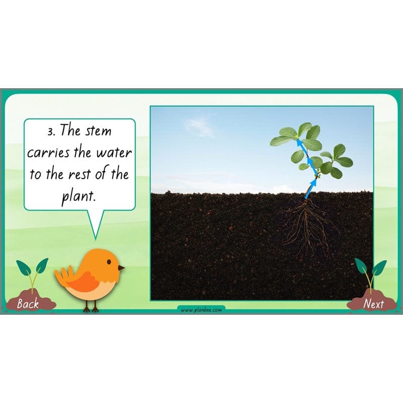 PlanBee Plants Year 3 Planning Pack | Year 3 Science Plants Lessons